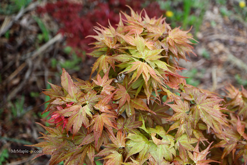 Acer palmatum 'Nemo' Japanese Maple