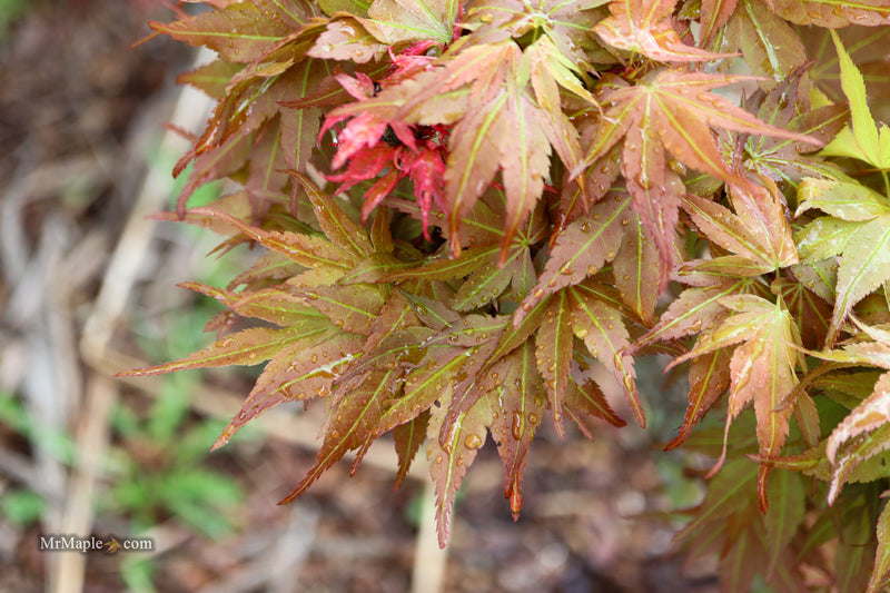 Acer palmatum 'Nemo' Japanese Maple