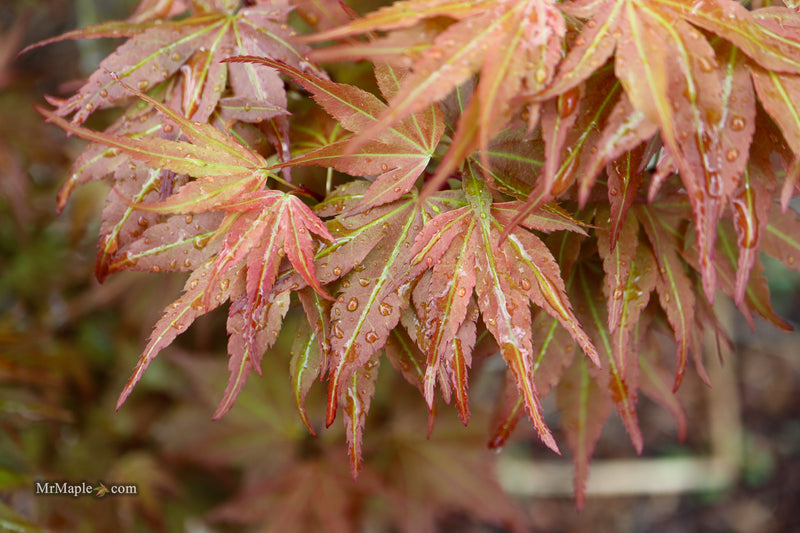 Acer palmatum 'Nemo' Japanese Maple