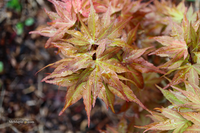 Acer palmatum 'Nemo' Japanese Maple
