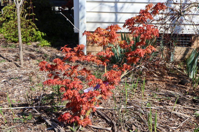 Acer palmatum 'Nemo' Japanese Maple