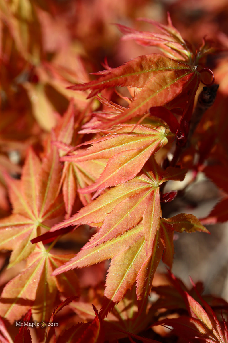 Acer palmatum 'Nemo' Japanese Maple