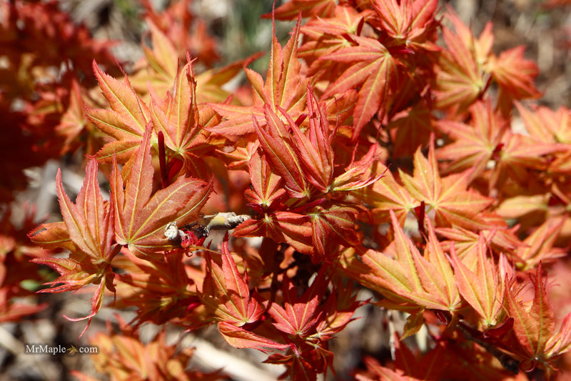 Acer palmatum 'Nemo' Japanese Maple