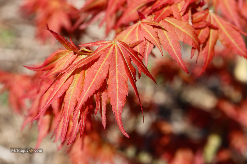Acer palmatum 'Nemo' Japanese Maple