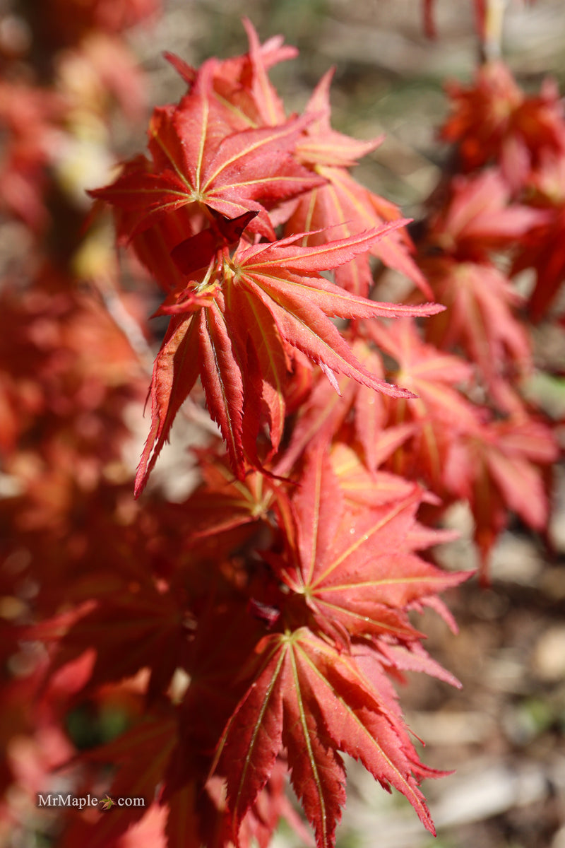 Acer palmatum 'Nemo' Japanese Maple