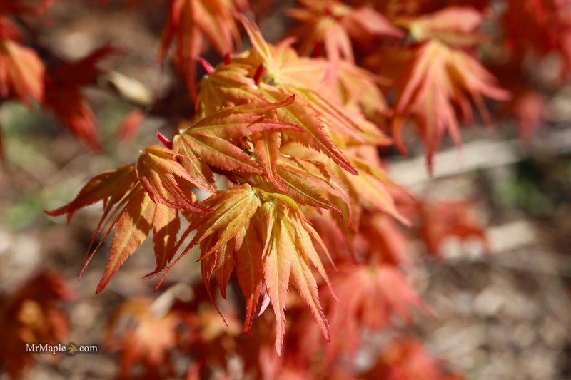 Acer palmatum 'Nemo' Japanese Maple
