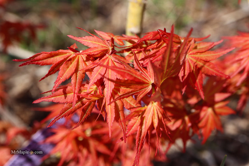 Acer palmatum 'Nemo' Japanese Maple