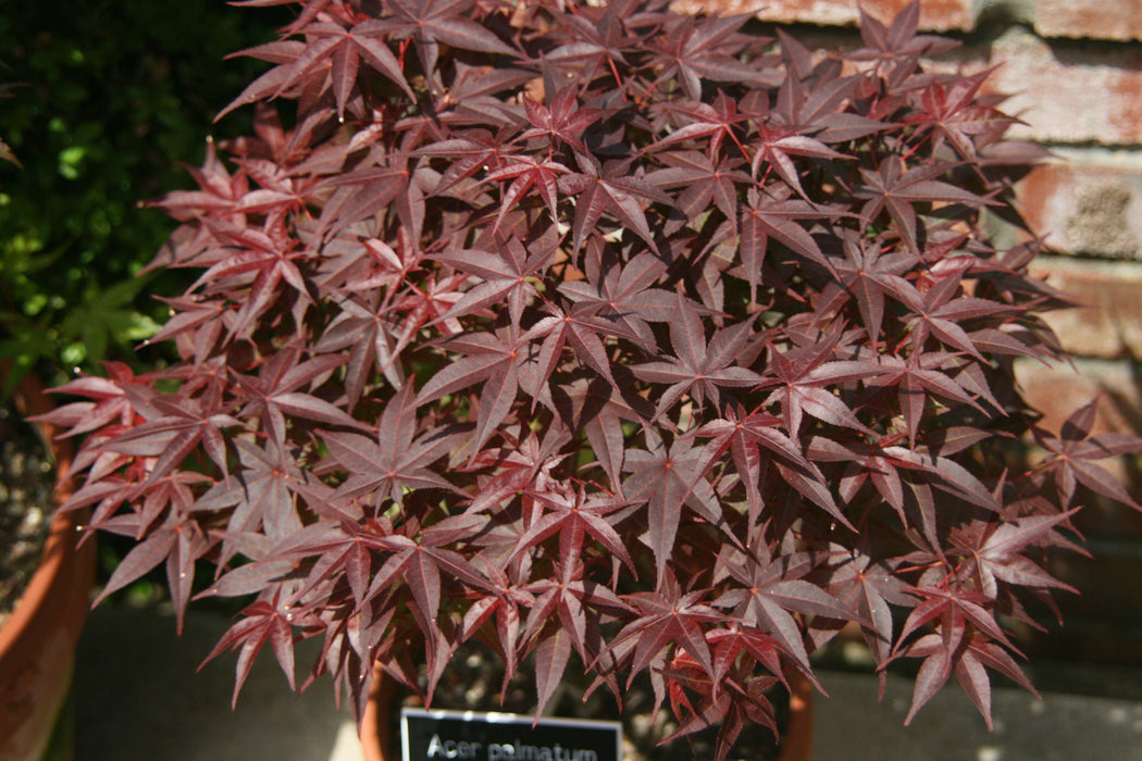 FOR PICKUP ONLY | Acer palmatum 'Rhode Island Red' Dwarf Bloodgood Japanese Maple | DOES NOT SHIP