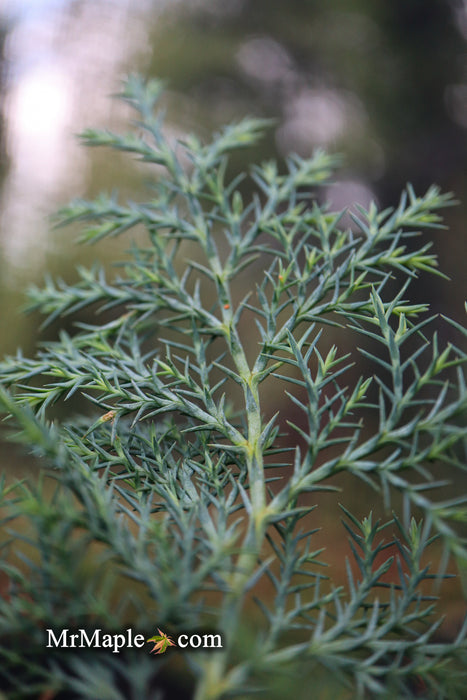Chamaecyparis nootkatensis 'Nidifera' Small Spreading Alaskan Cedar