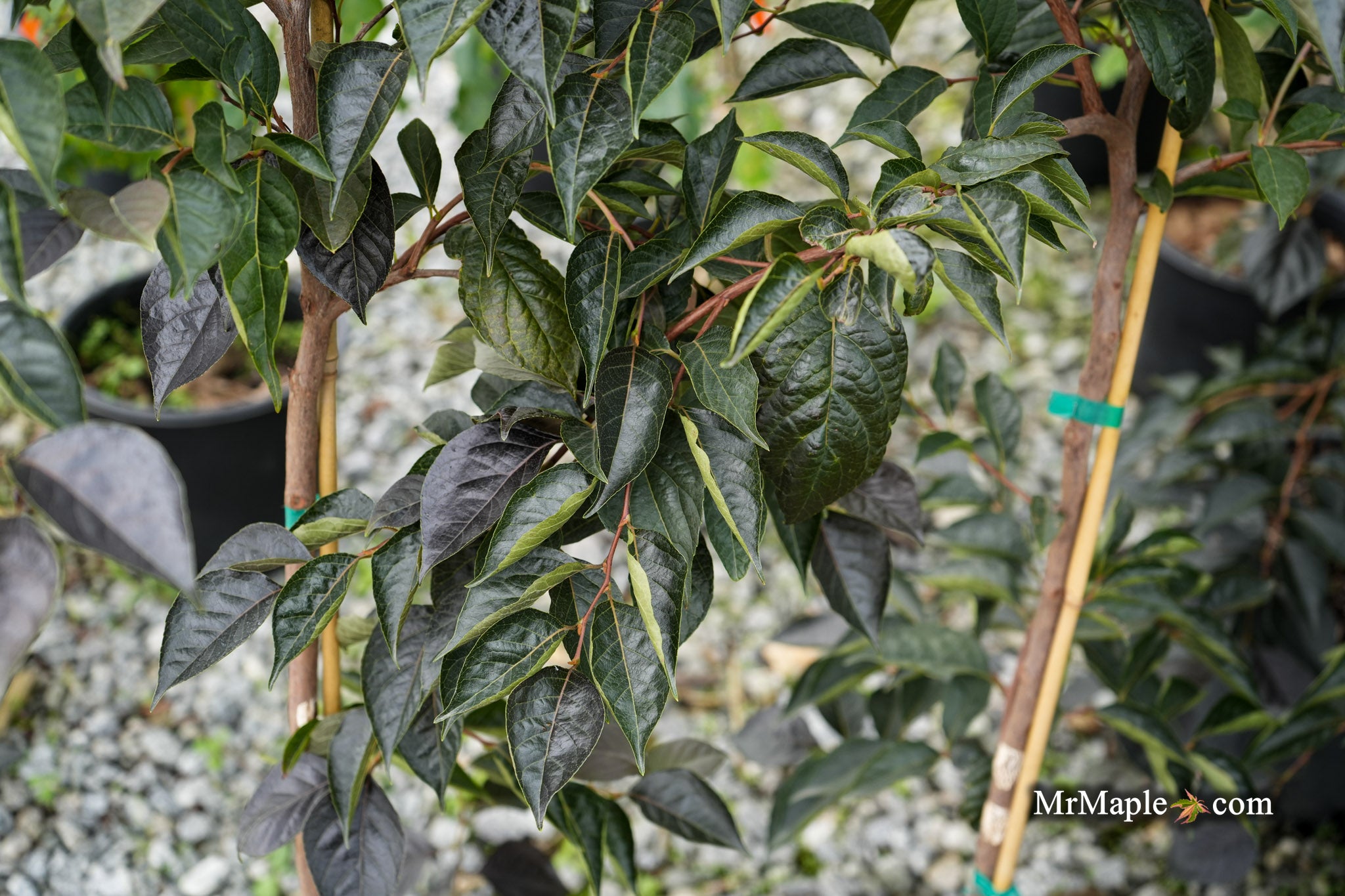 Mr Maple Styrax japonicus Japanese Snowbell - Thumbnail 5