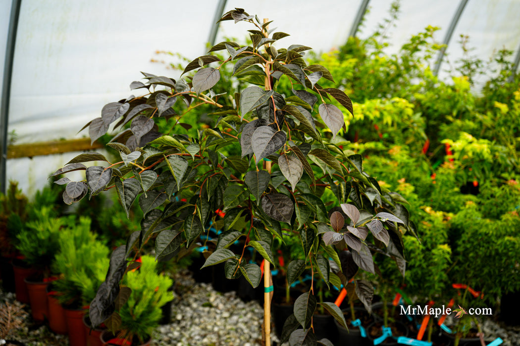 Styrax japonicus 'Nightfall' White Flowering Japanese Snowbell