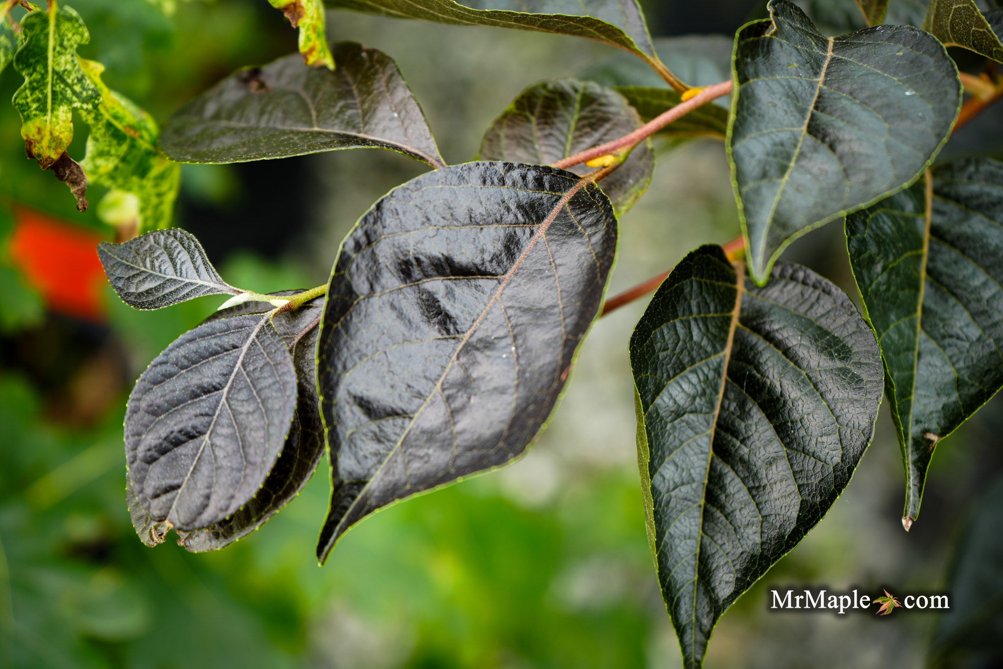 Mr Maple Styrax japonicus Japanese Snowbell - Thumbnail 4