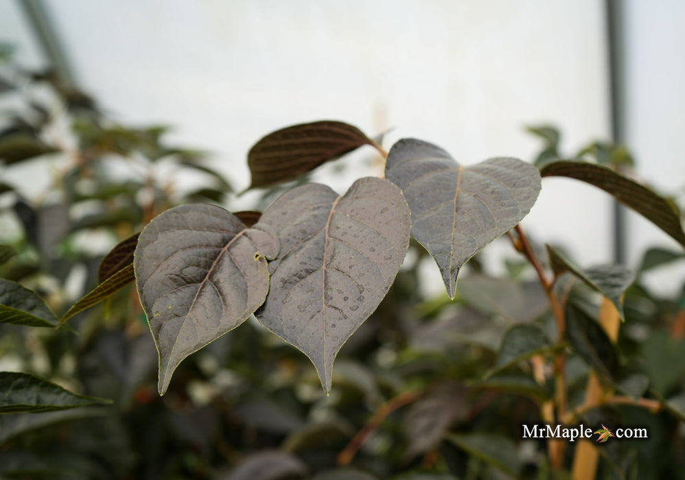 Styrax japonicus 'Nightfall' White Flowering Japanese Snowbell