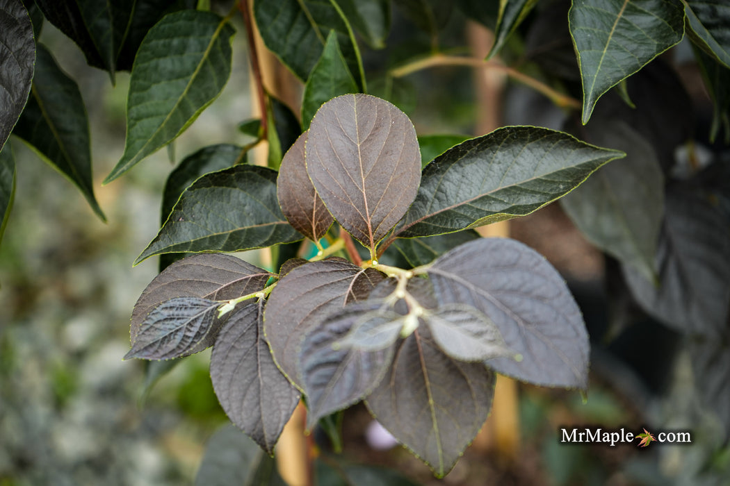 Styrax japonicus 'Nightfall' White Flowering Japanese Snowbell