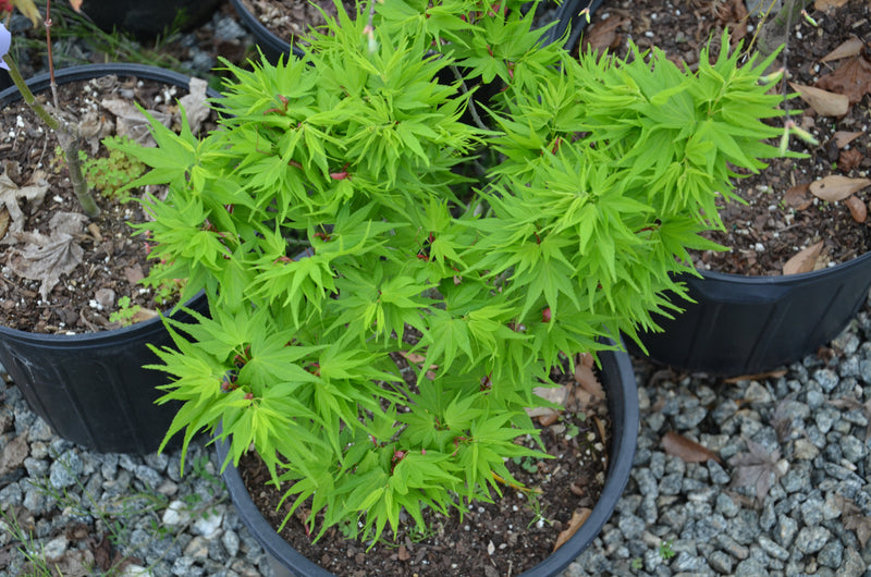 - FOR PICK UP ONLY | Acer palmatum 'Mikawa yatsubusa' Dwarf Japanese Maple | DOES NOT SHIP - Mr Maple │ Buy Japanese Maple Trees