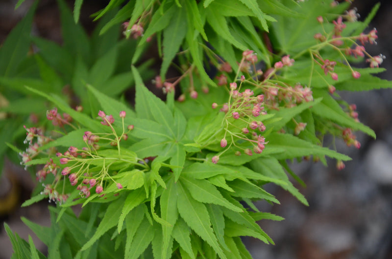 - FOR PICK UP ONLY | Acer palmatum 'Mikawa yatsubusa' Dwarf Japanese Maple | DOES NOT SHIP - Mr Maple │ Buy Japanese Maple Trees