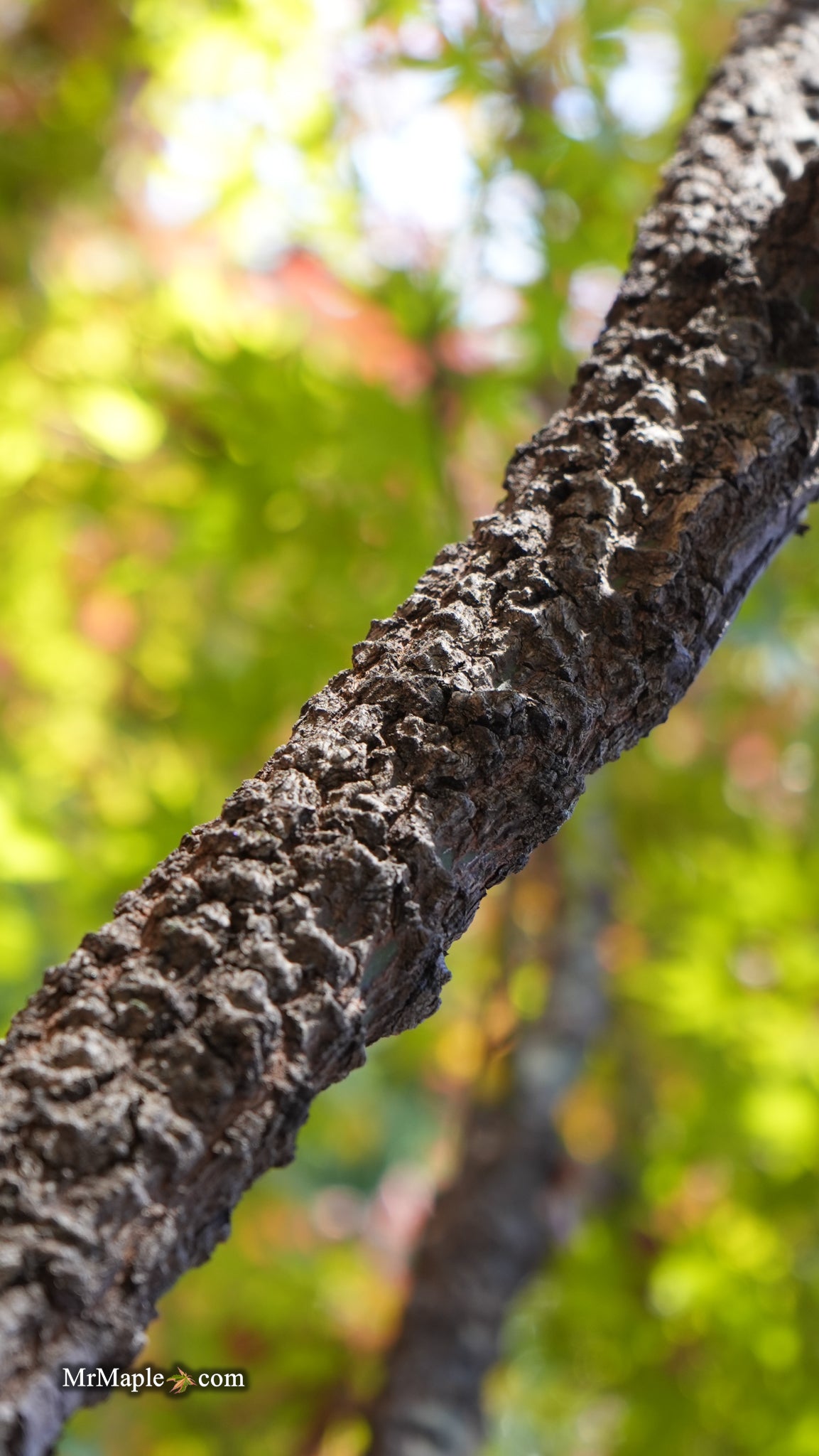 Buy Acer palmatum 'Nishiki gawa' Pinebark Japanese Maple — Mr