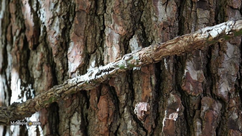 Acer palmatum 'Nishiki gawa' Pinebark Japanese Maple