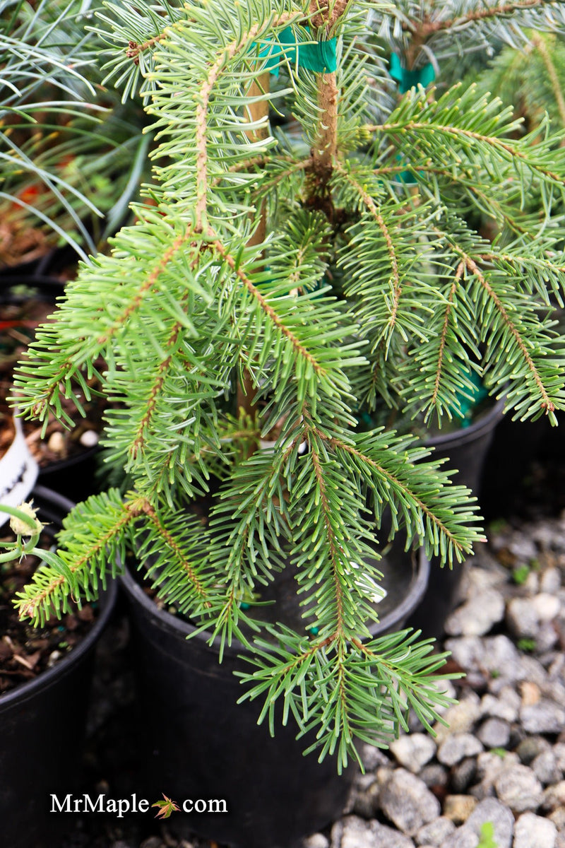 Abies nordmanniana 'Pendula' Weeping Nordmann Fir