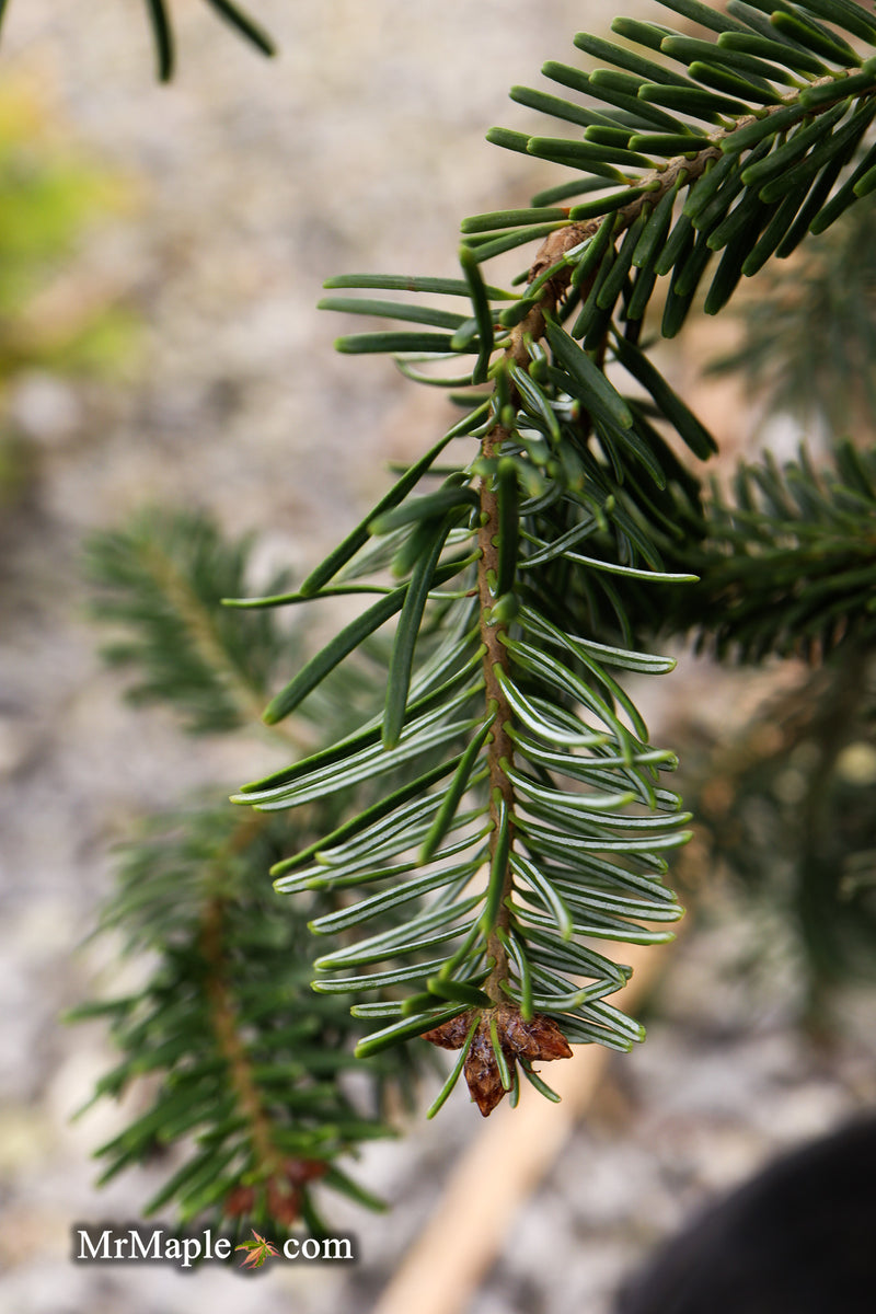 Abies nordmanniana 'Pendula' Weeping Nordmann Fir
