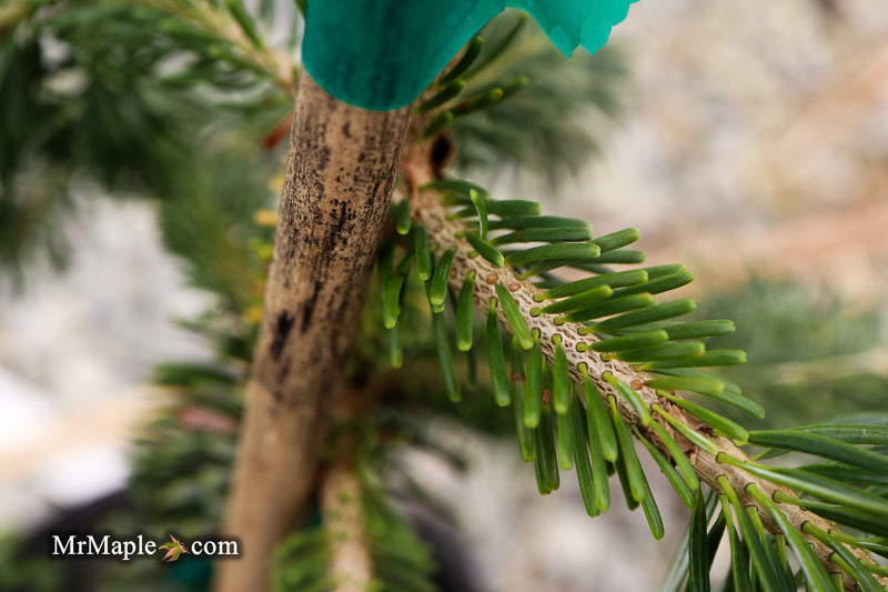 Abies nordmanniana 'Pendula' Weeping Nordmann Fir