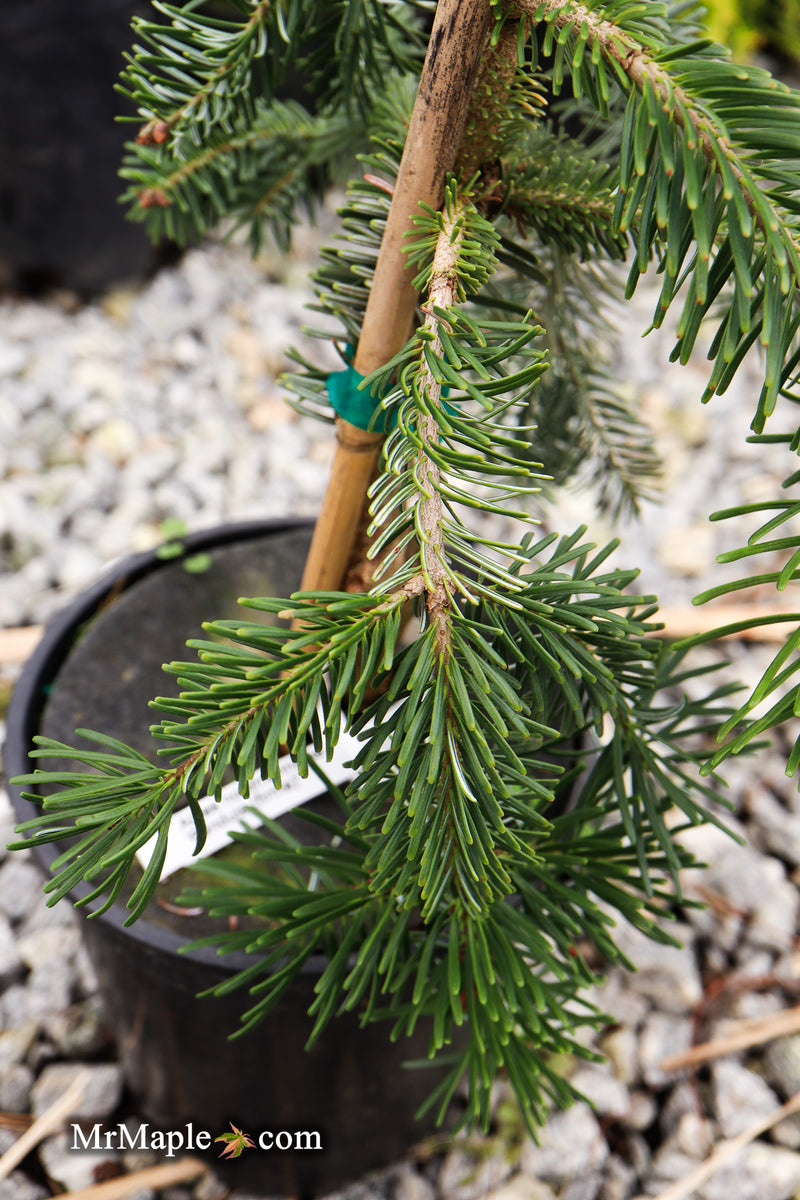 Abies nordmanniana 'Pendula' Weeping Nordmann Fir