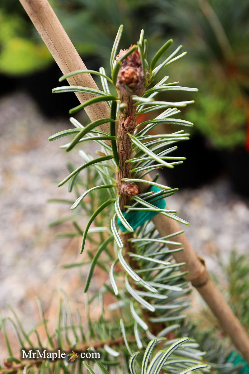 Abies nordmanniana 'Pendula' Weeping Nordmann Fir