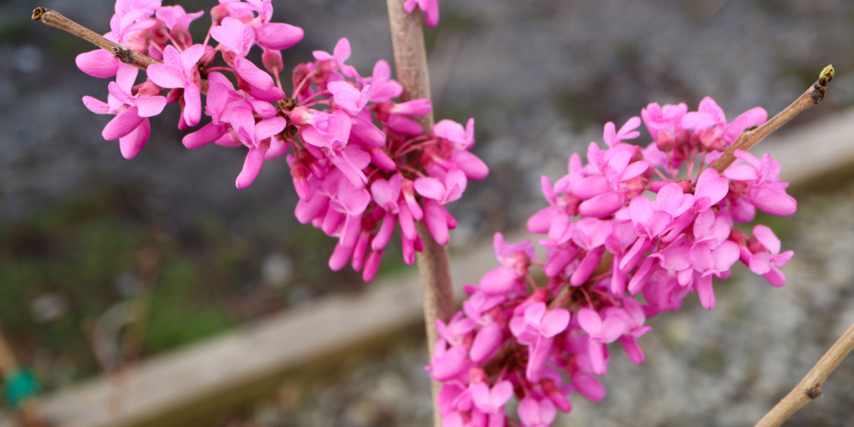 NorthernHerald_-03192025-