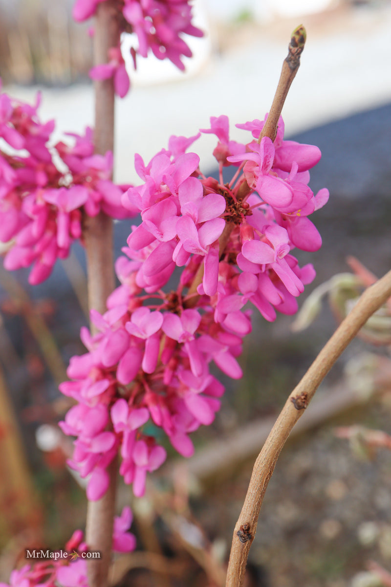 Cercis canadensis 'Pink Trim' Northern Herald Cold Tolerant Redbud