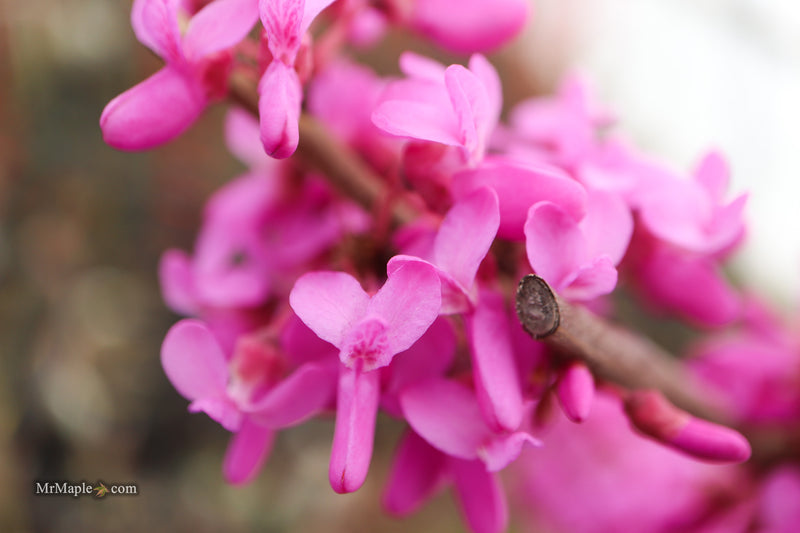 Cercis canadensis 'Pink Trim' Northern Herald Cold Tolerant Redbud