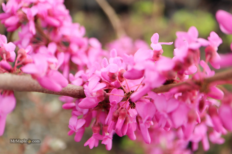 Cercis canadensis 'Pink Trim' Northern Herald Cold Tolerant Redbud