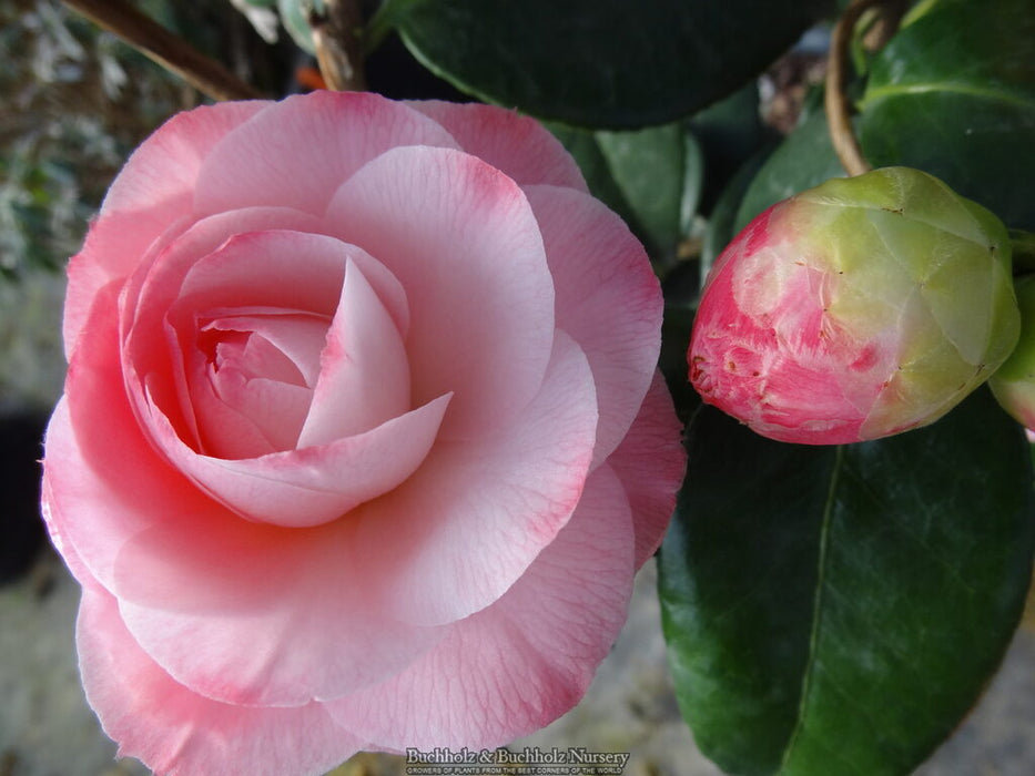 Camellia japonica 'Nuccio's Pearl' Pink Flowering Camellia