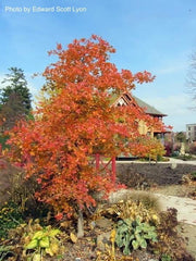 - Nyssa sylvatica 'Autumn Cascades' Weeping Black Gum - Mr Maple │ Buy Japanese Maple Trees