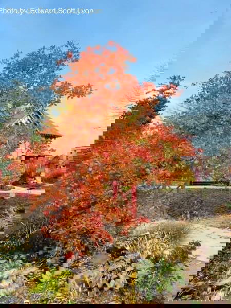 - Nyssa sylvatica 'Autumn Cascades' Weeping Black Gum - Mr Maple │ Buy Japanese Maple Trees