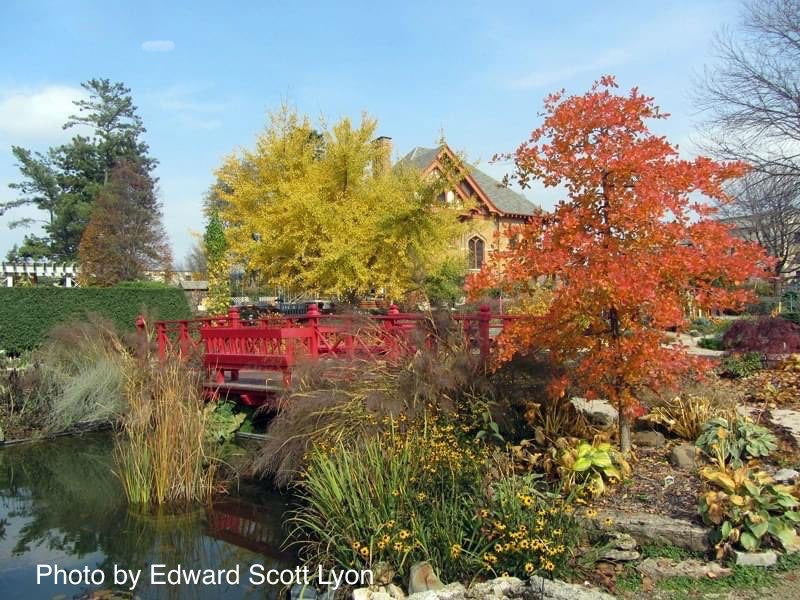 - Nyssa sylvatica 'Autumn Cascades' Weeping Black Gum - Mr Maple │ Buy Japanese Maple Trees