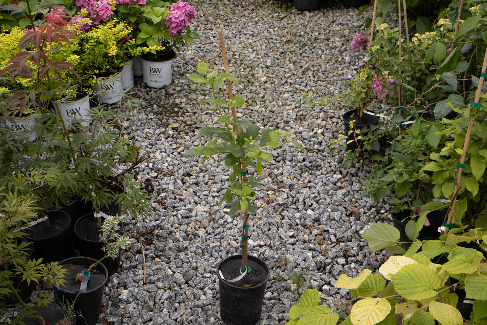 Buy Nyssa sylvatica 'Autumn Cascades' Weeping Black Gum — Mr Maple