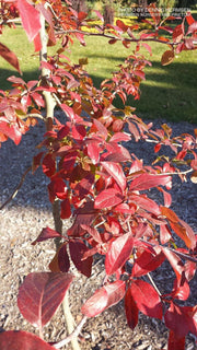 - Nyssa sylvatica 'Red Vain' Weeping Black Gum - Mr Maple │ Buy Japanese Maple Trees