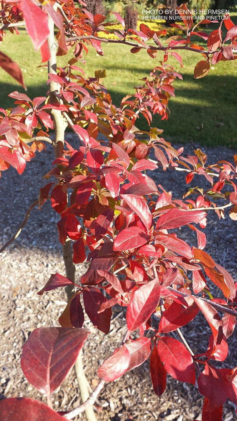 - Nyssa sylvatica 'Red Vain' Weeping Black Gum - Mr Maple │ Buy Japanese Maple Trees