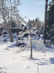 - Nyssa sylvatica 'Red Vain' Weeping Black Gum - Mr Maple │ Buy Japanese Maple Trees