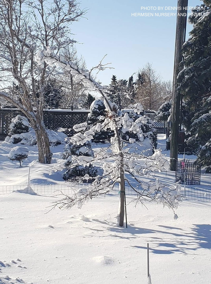 - Nyssa sylvatica 'Red Vain' Weeping Black Gum - Mr Maple │ Buy Japanese Maple Trees