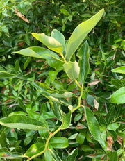 - Nyssa sylvatica 'Zydeco Twist' Contorted Black Gum - Mr Maple │ Buy Japanese Maple Trees