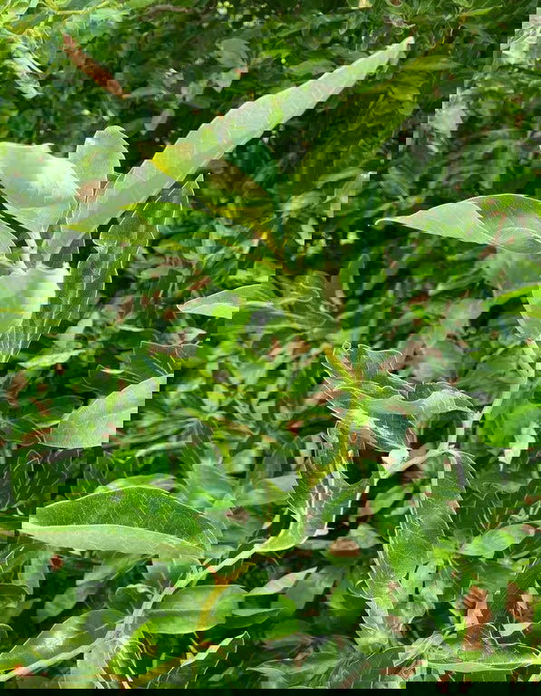 - Nyssa sylvatica 'Zydeco Twist' Contorted Black Gum - Mr Maple │ Buy Japanese Maple Trees