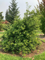 - Nyssa sylvatica 'Zydeco Twist' Contorted Black Gum - Mr Maple │ Buy Japanese Maple Trees