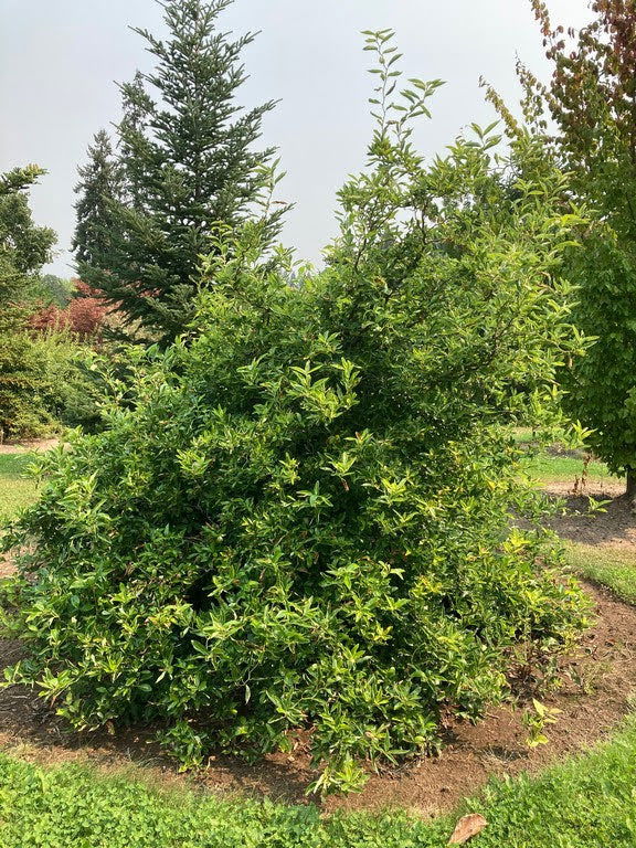 - Nyssa sylvatica 'Zydeco Twist' Contorted Black Gum - Mr Maple │ Buy Japanese Maple Trees