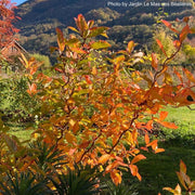 - Nyssa sylvatica 'Zydeco Twist' Contorted Black Gum - Mr Maple │ Buy Japanese Maple Trees