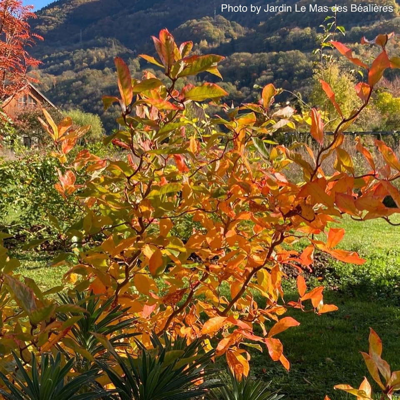 - Nyssa sylvatica 'Zydeco Twist' Contorted Black Gum - Mr Maple │ Buy Japanese Maple Trees