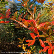 - Nyssa sylvatica 'Zydeco Twist' Contorted Black Gum - Mr Maple │ Buy Japanese Maple Trees