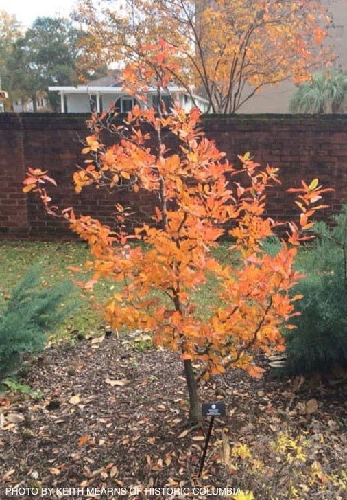 Buy Nyssa sylvatica 'Zydeco Twist' Contorted Black Gum — Mr Maple │ Buy ...