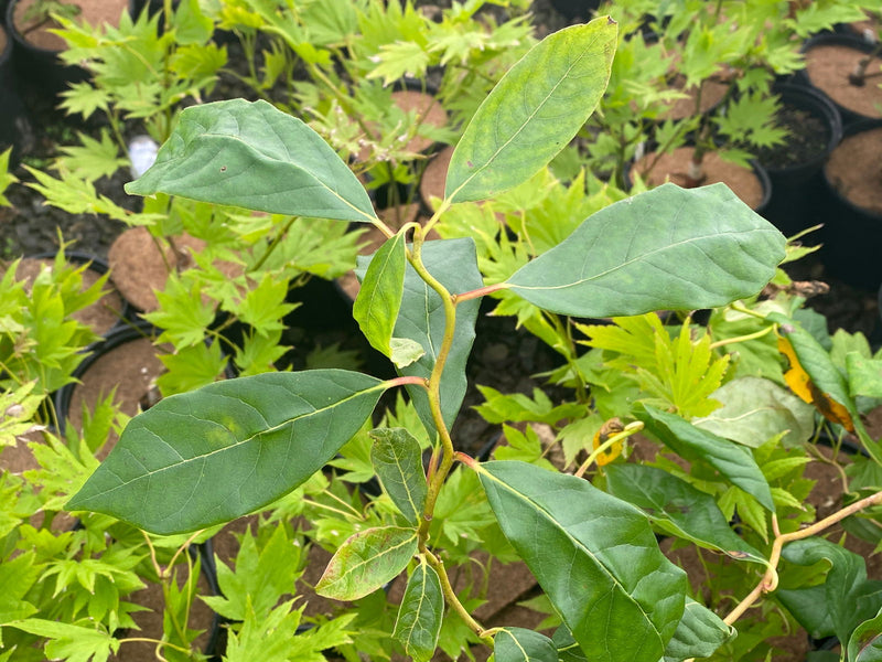 - Nyssa sylvatica 'Zydeco Twist' Contorted Black Gum - Mr Maple │ Buy Japanese Maple Trees