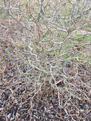 - Nyssa sylvatica 'Zydeco Twist' Contorted Black Gum - Mr Maple │ Buy Japanese Maple Trees